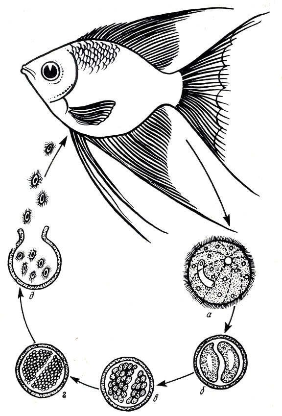 Рис. 21. Цикл развития возбудителя ихтиофтириоза: а - зрелый трофонт, покинувший рыбу б, в, г - деление инфузории под цистой; д - выход 'бродяжек' из цисты
