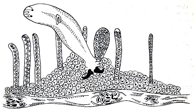 Рис. 25. Жаберные лепестки рыбы, пораженной дактилогирусом