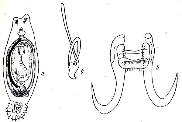 Рис. 26. Возбудитель гиродактилеза: а - взрослый паразит с личинкой внутри; б - красные крючья; в - срединные крючья
