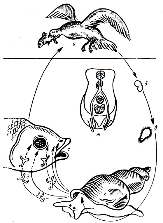 Рис. 28. Цикл развития возбудителя диплостоматоза: а - основной хозяин гельминта - рыбоядная птица; б - яйцо; в - мирацидий; г - первый промежуточный хозяин - моллюск прудовик; д - церкарии; е - второй промежуточный хозяин - рыба, в глазах которой локализуется метацеркарии; ж - метацеркарии