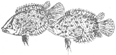 Бадис и рыба-обрубок