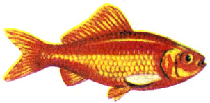Золотая рыбка