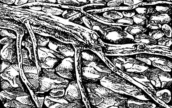 Декоративная ширма, тип 1 (береговой ландшафт с камнями]. Материал: плоские камни, уложенные слегка наклонными рядами, вверху - более мелкие камни. Экономное использование отдельных корней. Камни крепятся гипсом или цементом