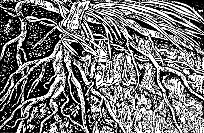Декоративная ширма, тип 3 (береговой ландшафт с корягами). Материал: древесная кора, корни, ветви и торфяные волокна. Крепление булавками и клеем