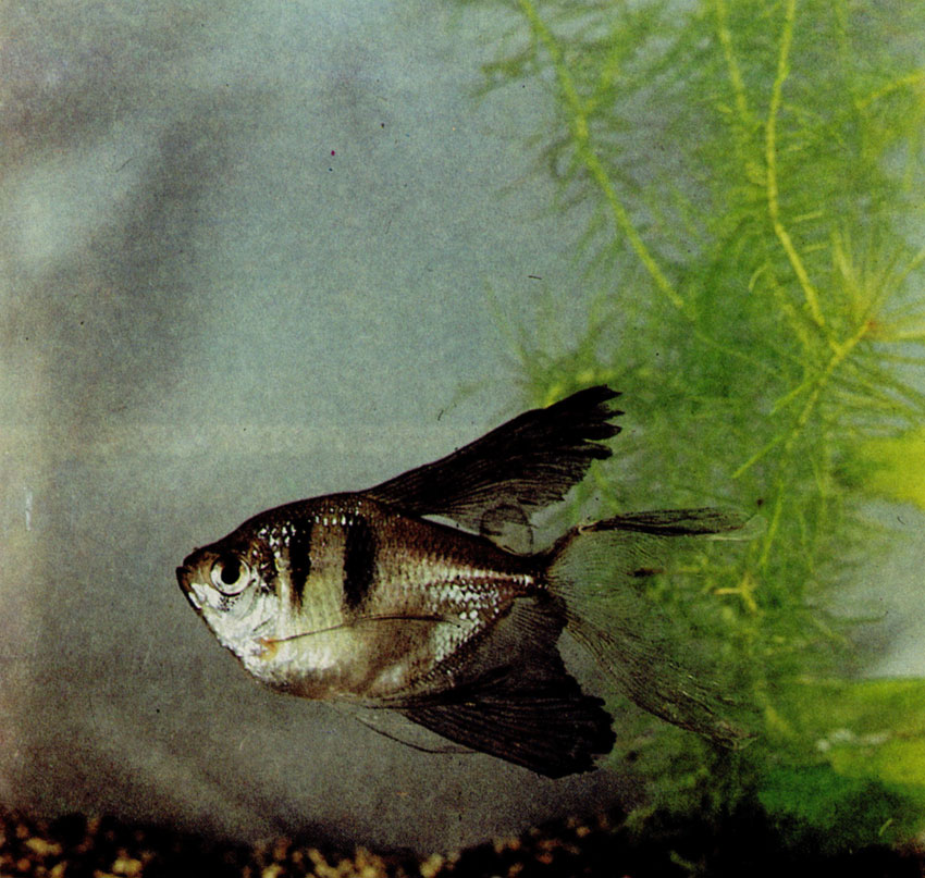 Рыбка в юбочке - тернеция (вуалевая форма)