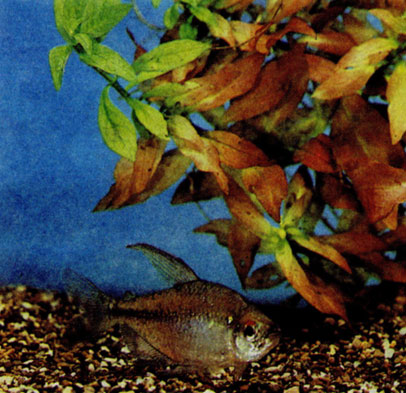 Эти две рыбки похожи по форме, но разная окраска помогает им группироваться только в одновидовые стаи