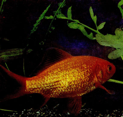 Обыкновенная золотая рыбка