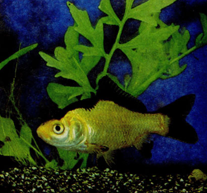 Черно-плавничная золотая рыбка. Растение - папоротник цератоптерис
