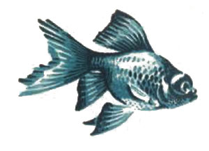 Золотая рыбка - 'телескоп'