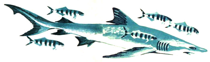 Голубая акула и рыбы лоцманы