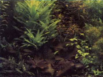 Фрагменты голландского аквариума: нимфея лотос в окружениии групп растений