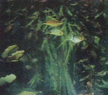 Фрагмент декоративного аквариума с разными рыбами