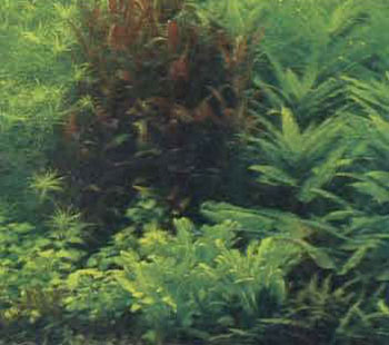 Группа лиловой альтернантеры среди зелени растений