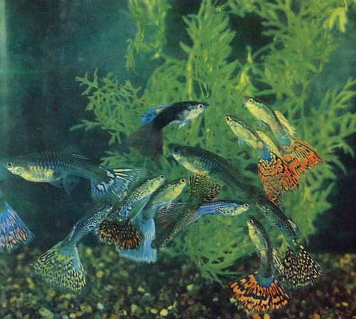 Живородящие рыбы в декоративном аквариуме: гуппи