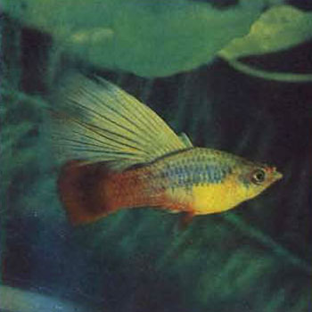 Живородящие рыбы в декоративном аквариуме: пецилия многоцветная