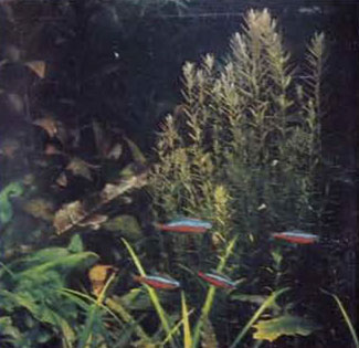 Растения в декоративном аквариуме: ротала круглолистная