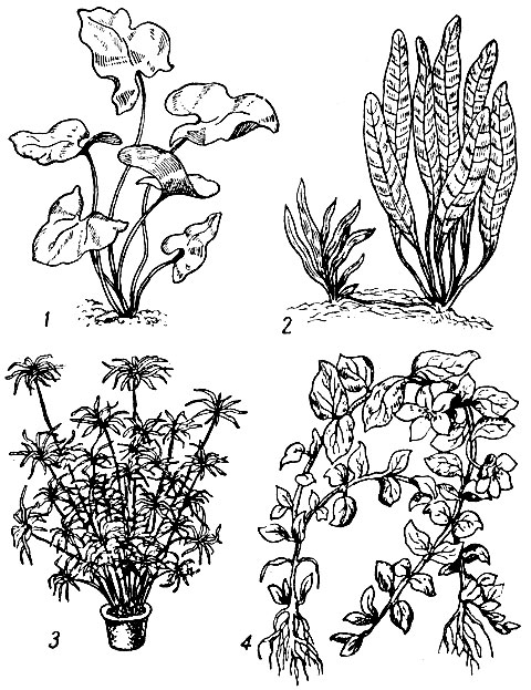 Растения, укореняющиеся в грунте: 1 - кубышка; 2 - карликовая амазонка; 3 - циперус; 4 - вербейник, или денежник
