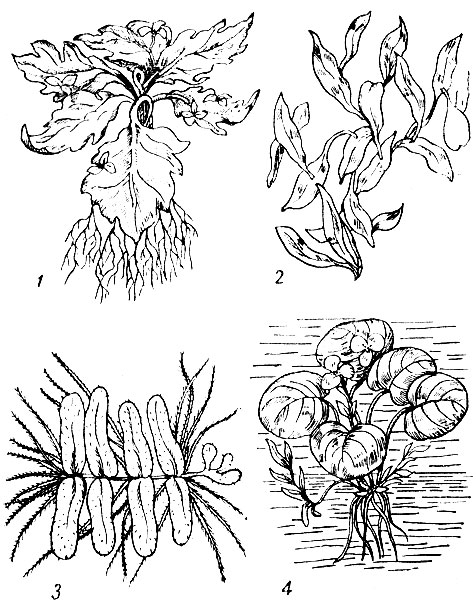 Растения, плавающие на поверхности воды: 1 - капуста водяная; 2 - ряска трехдольная; 3 - сальвиния плавающая; 4 - водокрас, или лягушечник