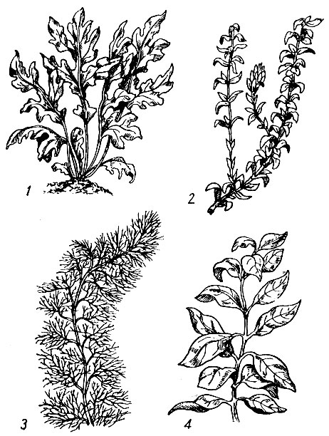 Растения, плавающие в толще воды: 1 - папоротник водяной; 2 - элодея канадская; 3 - кабомба; 4 - людвигия