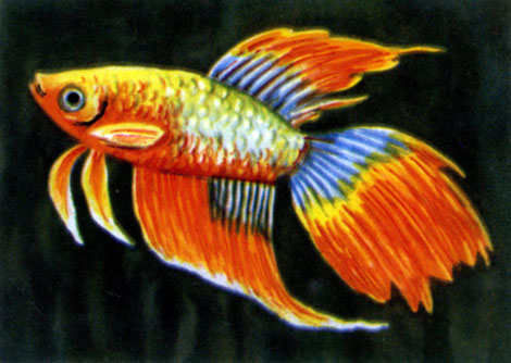 Бойцовая рыбка (петушок)