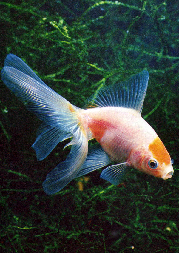 Золотая рыбка 'красная шапочка' (Carassius auratus auratus (Linne) Сем. Cyprinidae)