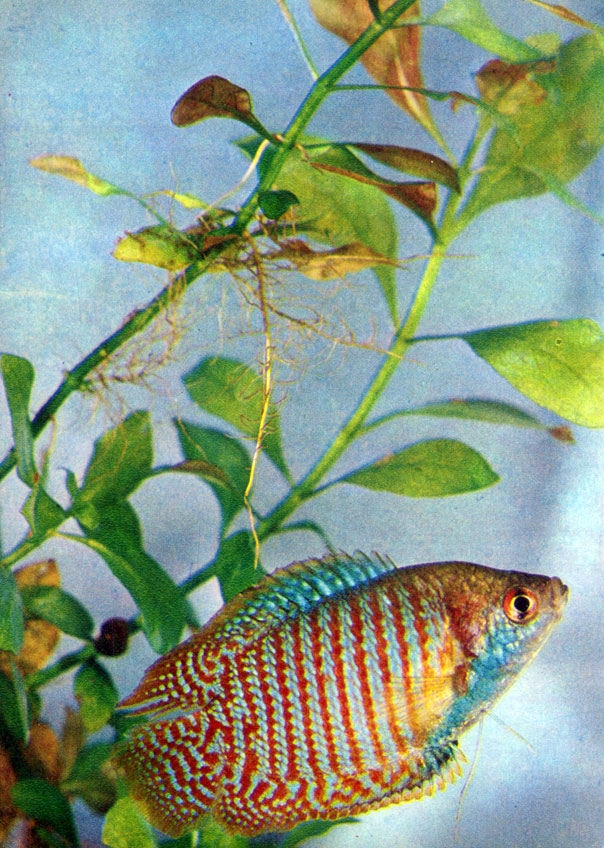 Лялиус, радужная рыбка (Colisa lalia (Hamilton-Buchanan) Сем. Anabantidae)