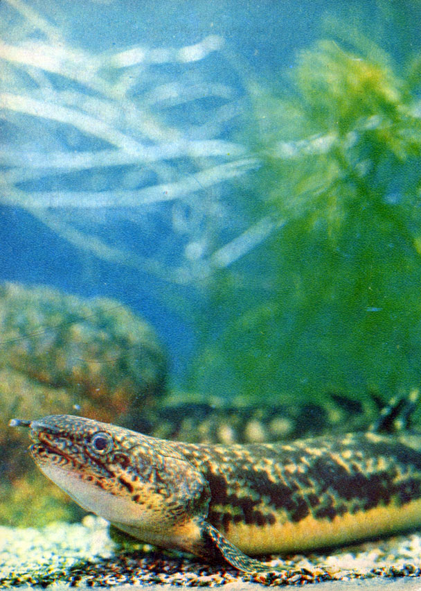 Многопер, рыба-змея (Polypterus spec. Сем. Polypteridae)
