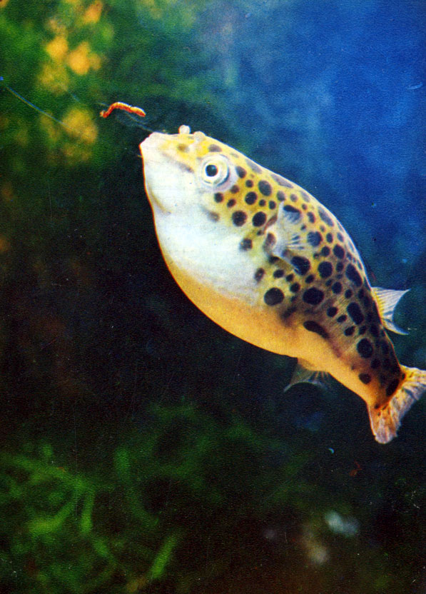 Зеленый тетрадон, рыба-шар (Tetraodon fluviatills (Hamilton-Buchanan) Сем. Tetraodontidae)