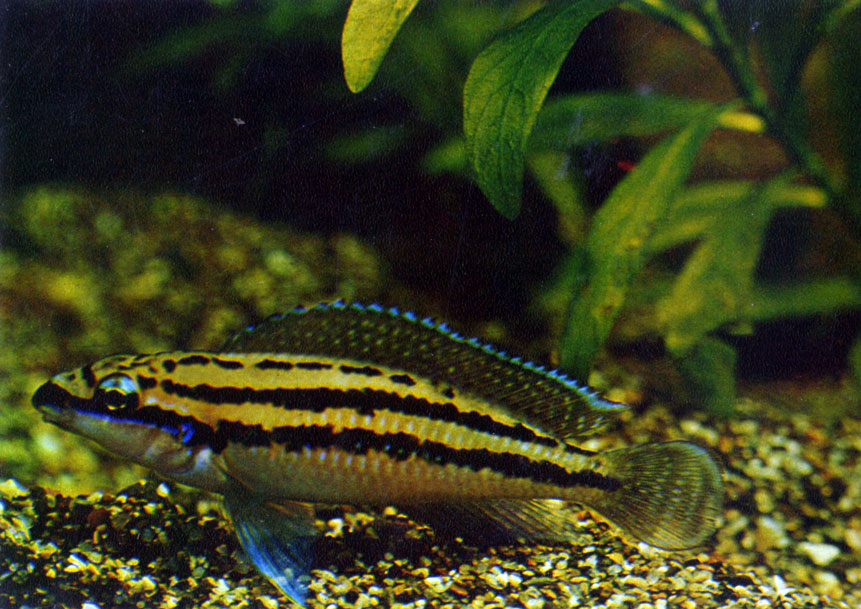 Перламутровый юлидохромис Julidochromis dickfeldi (Staeck, 1975)