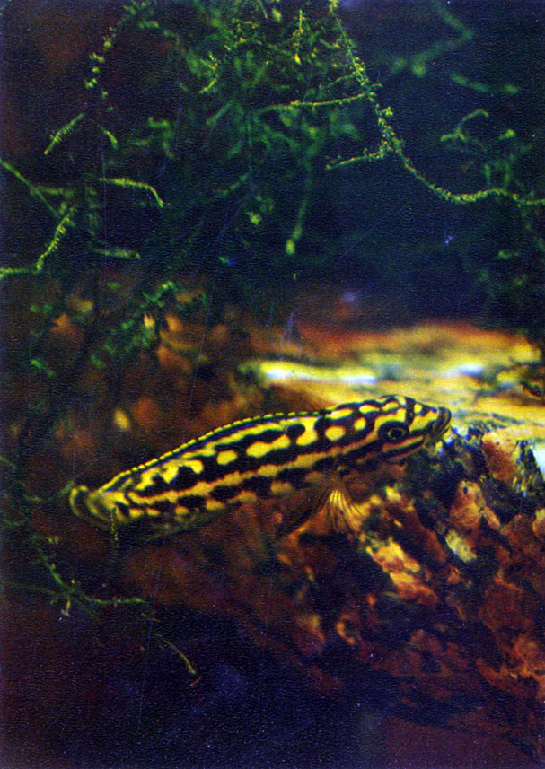 Юлидохромис марлиера Julidochromis marlieri (Poll, 1956)