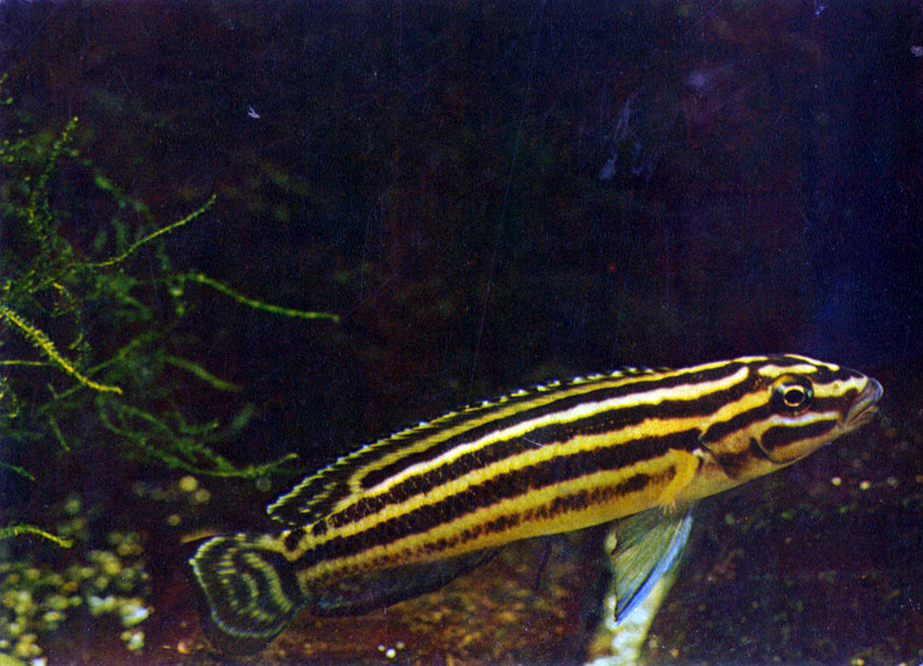 Юлидохромис регана Julidochromis regani (Poll, 1942)