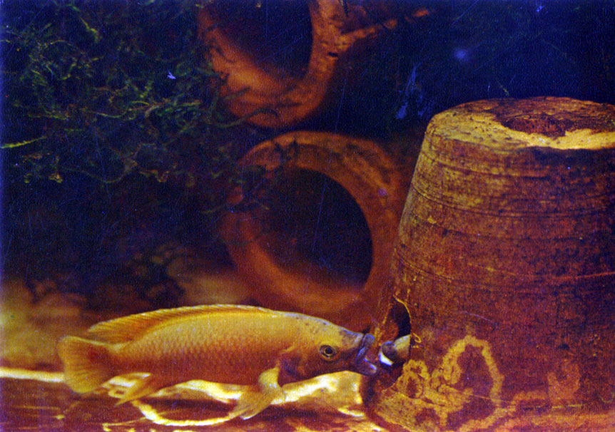Апельсиновый лампрологус Lamprologus leleupi (Poll, 1948)