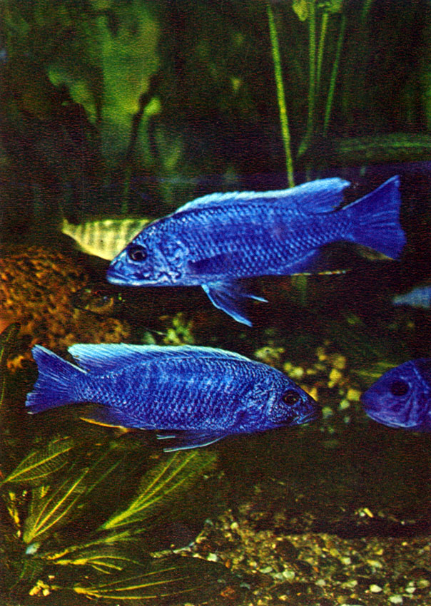Васильковый хаплохромис Haplochromis jacksoni (Iles, 1960)