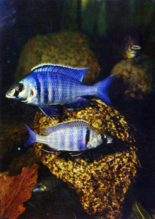 Глубоководный хаплохромис Haplochromis electro (Burgess, 1978)