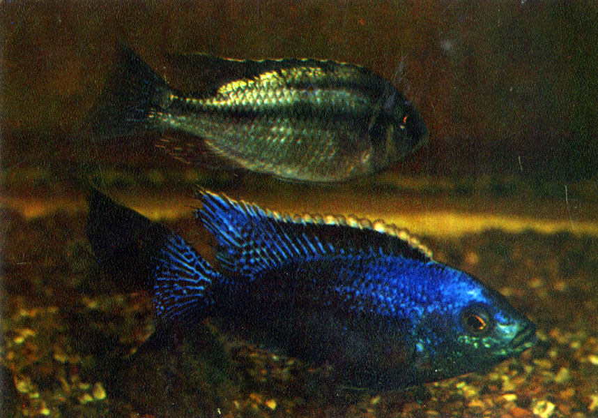 Хаплохромис боадзулу Haplochromis boadzulu (Iles, 1960)