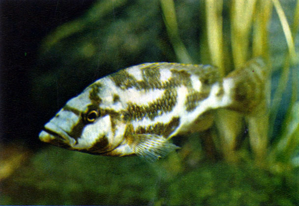 Хаплохромис ливингстона Haplochromis livingstonii (Guntlier, 1893)