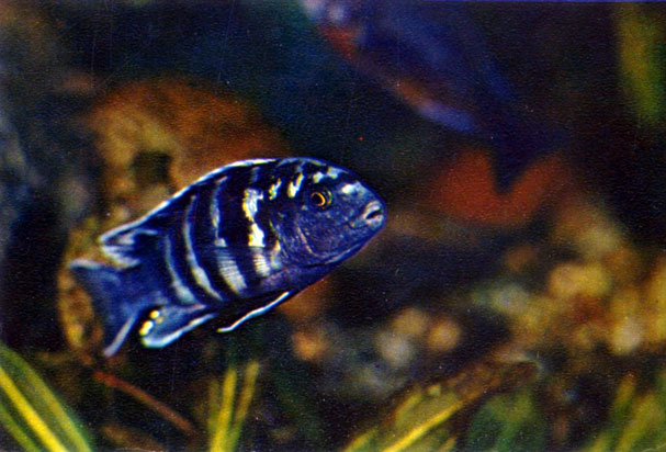 Лабидохромис фрайберга Labidochromis freibergi (Johnson, 1974)