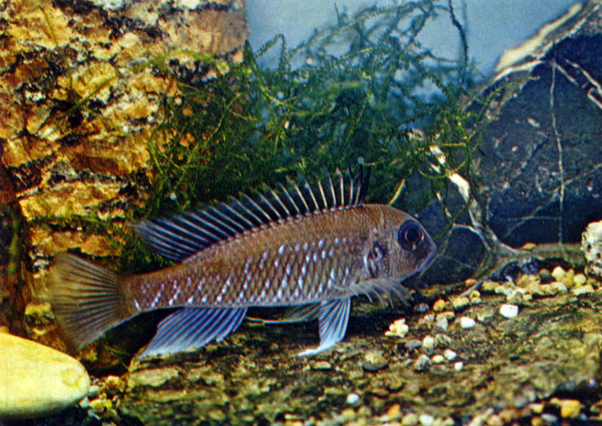 Бронзовый триглахромис Triglachromis otostigma (Regan, 1920)