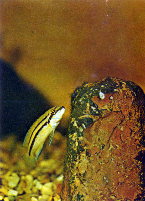 Двухполосый халинохромис Chalinochromis spec. 'bifrenatus'