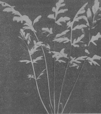 Папоротник цератоптерис хорошо растет в воде жесткостью до 10-15°