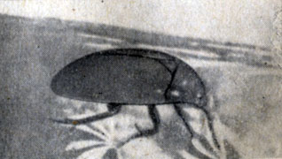 Жук водолюб питается нитевидными водорослями
