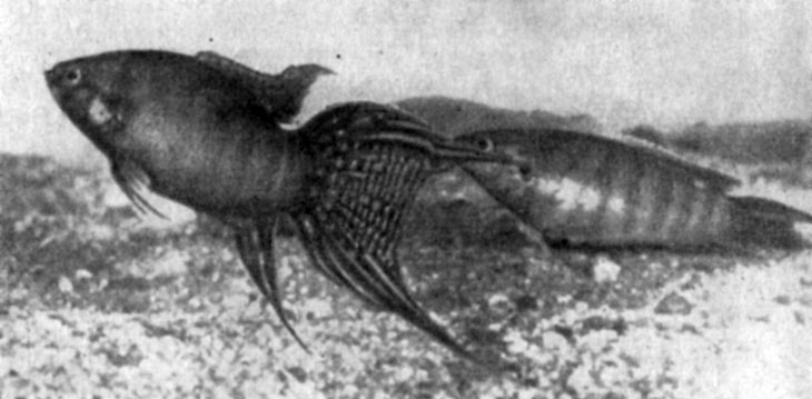 Макропод - один из первых представителей анабантид, акклиматизированный в аквариумах