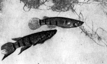 Эпиглятис шапери - маленькая рыбка