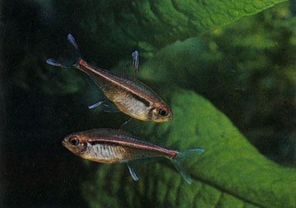 Гетерорабдус - Hyphessobrycon heterorhabdus. Сем. Харациновые - Characidae