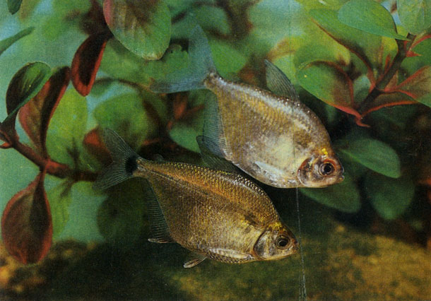 Рыба-монетка - Ctenobrycon spilurus. Сем. Харациновые - Characidae