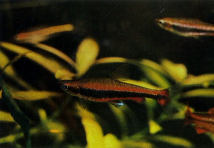 Нанностом бекфорда - Nannostomus beckfordi. Сем. Лебиасовые - Lebiasinidae