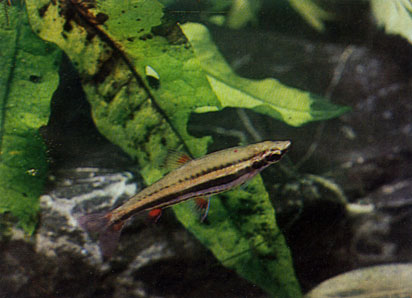 Нанностом трехполосый - Nannostomus trifasciatus. Сем. Лебиасовые - Lebiasinidae