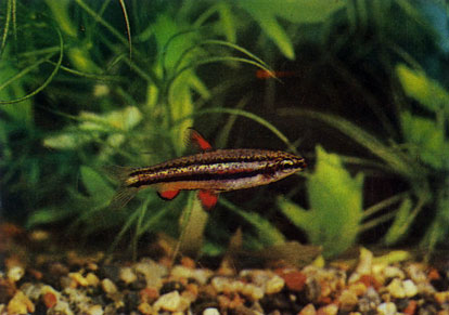 Маргинатус - Nannostomus rnarginatus. Сем. Лебиасовые - Lebiasinidae