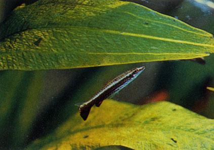 Пецилобрикон - Nannobrycon eques. Сем. Лебиасовые - Lebiasinidae
