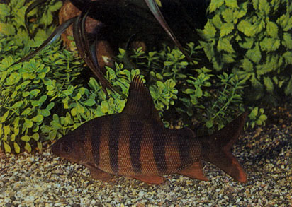Шестиполосый дистиход - Distichodus sexfasciatus. Сем. Цитариновые - Citharinidae